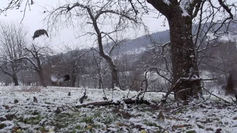 Flock of birds lands in the snow under a tree Stock Footage 299563805