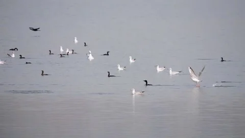 A flock of birds, likely Black-headed gulls (Chroicocephalus ridibundus), sw Stock Footage 328814406