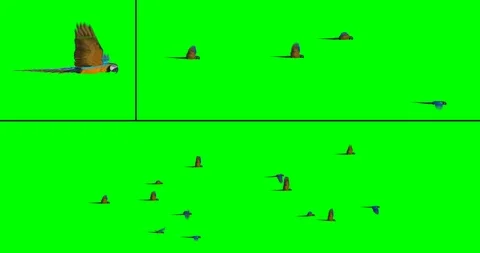 Flock of Birds - Macaws Stock Footage 85900058