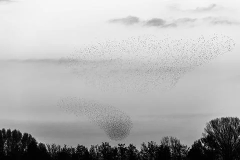 Flock of birds making a beautiful shape in the sky above some trees Stock Photos