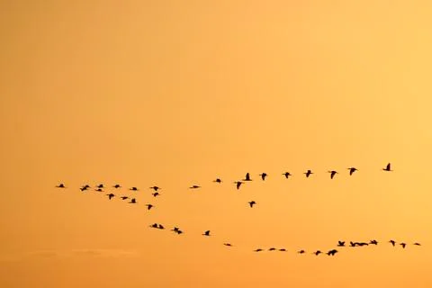 Flock Of Birds Migrating On V Formation Stock Photos