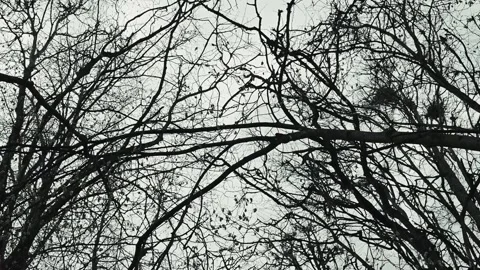 A flock of birds moves through a network of bare branches in a winter setting. Stock Footage 339094321