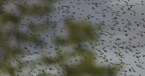 A flock of birds moving away, 4K slomo Stock Footage 240572011