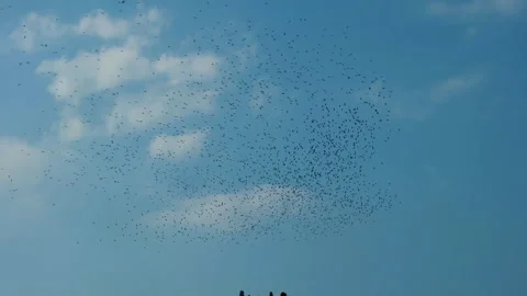 Flock of birds moving in Sync Stock Footage 247501778