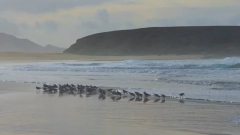 Flock of birds moving in sync with ocean tide along sandy shoreline 스톡 동영상 331180307
