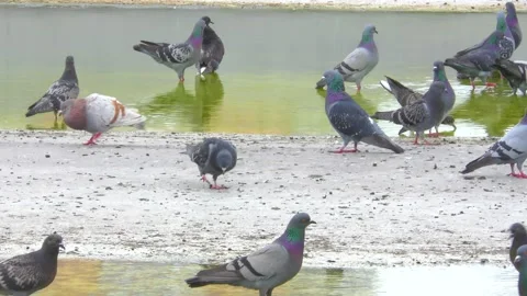 A flock of birds near the puddle drinks water Video stock 133447632