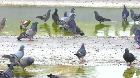A flock of birds near the puddle drinks water Video stock 133447680