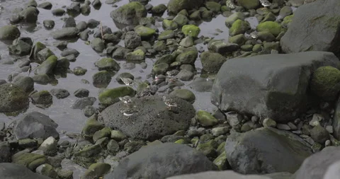 A flock of birds on the ocean shore, 4K slomo Stock Footage 246486489