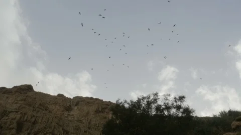 Flock of birds over the cliff Stock Footage 124029924