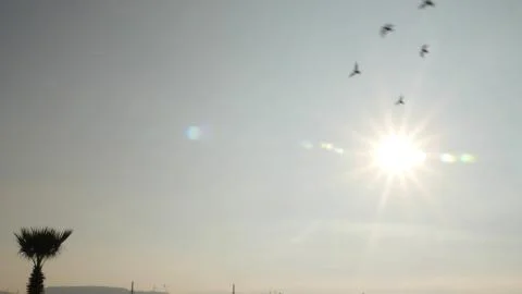 Flock of birds passing trough from camera against the backdrop of the sun. Stock Photos