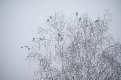 Flock of birds perched on a bare tree in a foggy landscape during early mor.. Stock Photos