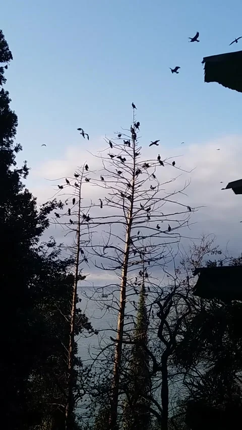 Flock of Birds Perched on Leafless Trees Against Blue Sky Stock Footage 332798036