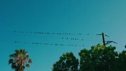Flock of Birds Perched on Power Lines at Dusk Stock Footage 312764853