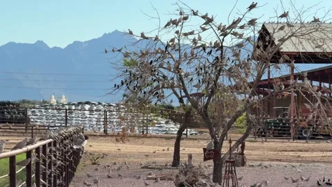 Flock of Birds Perched on Tree Branches Stock Footage 325328058