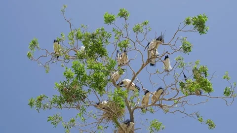 Flock birds perched on tree branches against clear blue sky Stock-Footage 347851452