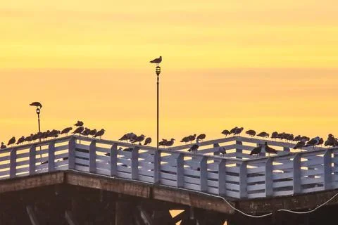 A flock of birds perches on the railing of a pier at sunset Foto stock