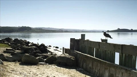 Flock of birds perching and scampering at waterside. Stock Footage 88342935