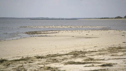 Flock of birds perching at beach Stock Footage 97606791