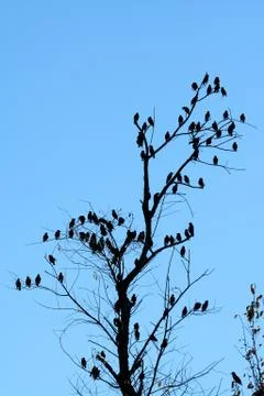 Flock of birds Stock Photos