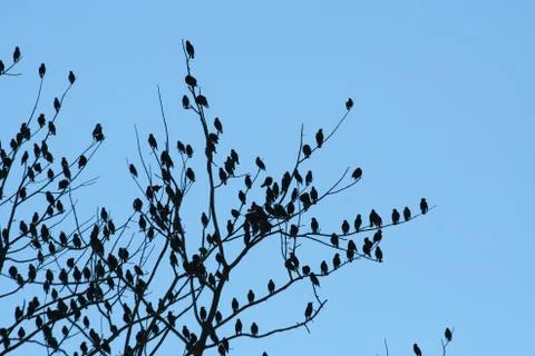 Flock of birds Stock Photos