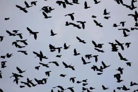 Flock of Birds Stock Photos