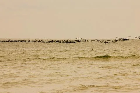 A flock of birds Foto stock