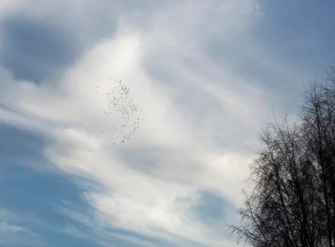 Flock of Birds Stock Photos