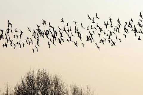 Flock of birds Stock Photos