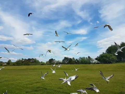 Flock of Birds Stock Photos