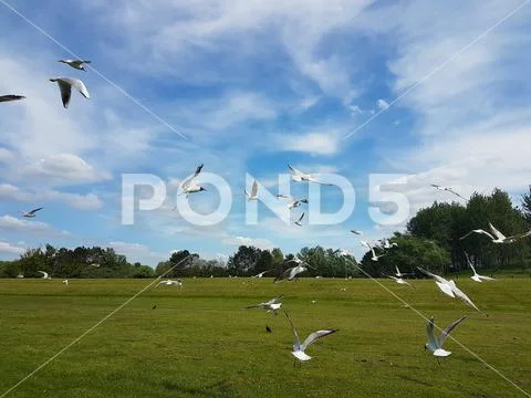 Flock of Birds Stock Photos