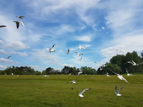 Flock of Birds Foto stock