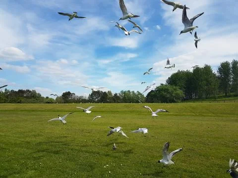 Flock of Birds Stock Photos