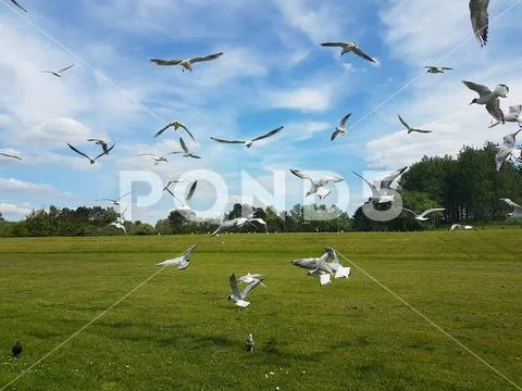 Flock of Birds Stock Photos