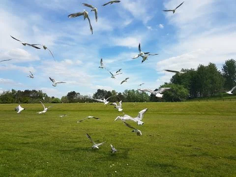 Flock of Birds Stock Photos