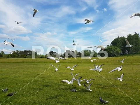 Flock of Birds Stock Photos