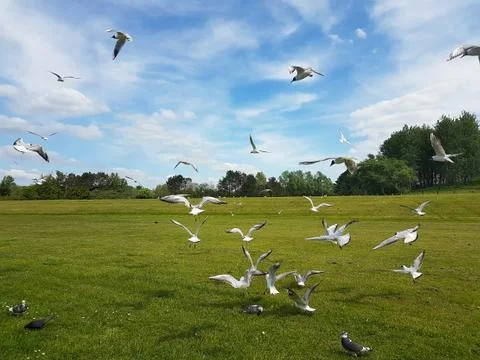 Flock of Birds Stock Photos