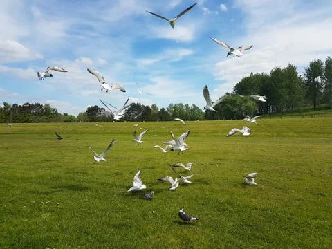 Flock of Birds Stock Photos