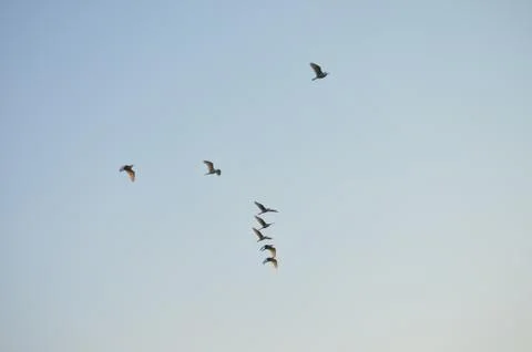 Flock of Birds Stock Photos