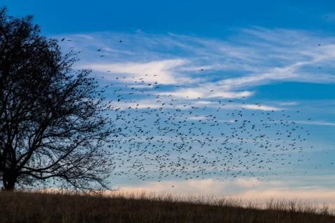 Flock of Birds Stock Photos