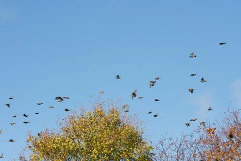 Flock of birds Stock Photos
