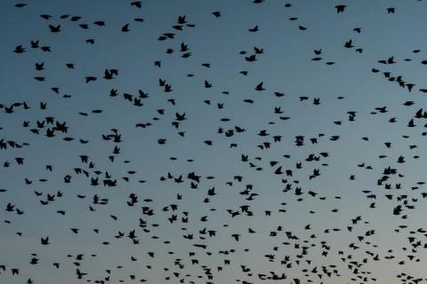 A flock of birds Stock Photos