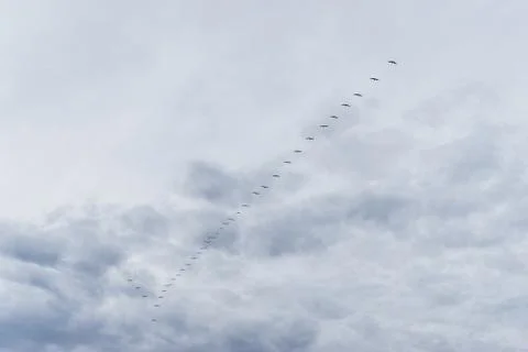 Flock of birds Foto stock