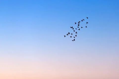 Flock of birds Stock Photos