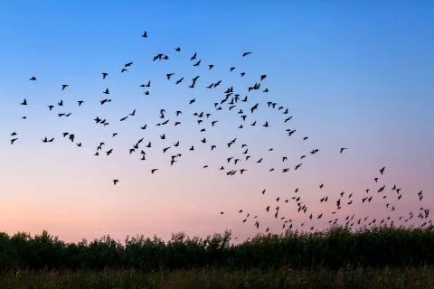 Flock of birds Stock Photos