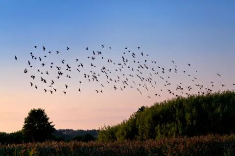 Flock of birds Foto stock