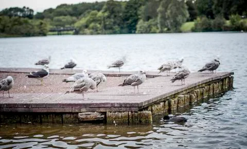 Flock of birds Stock Photos