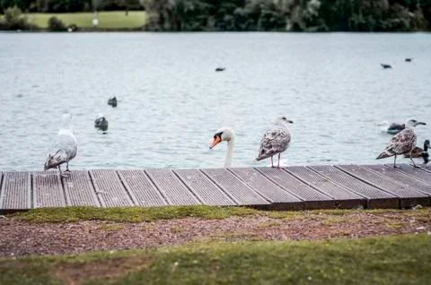 Flock of birds 写真素材