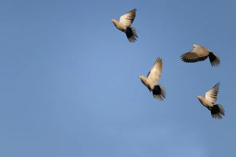 Flock of birds Stock Photos