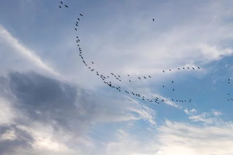 A flock of birds Stock Photos