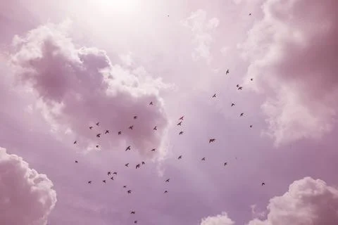 A flock of birds Stock Photos